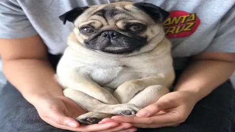 Cách làm chó không sủa về đêm？ Một số bí quyết từ người có kinh nghiệm!